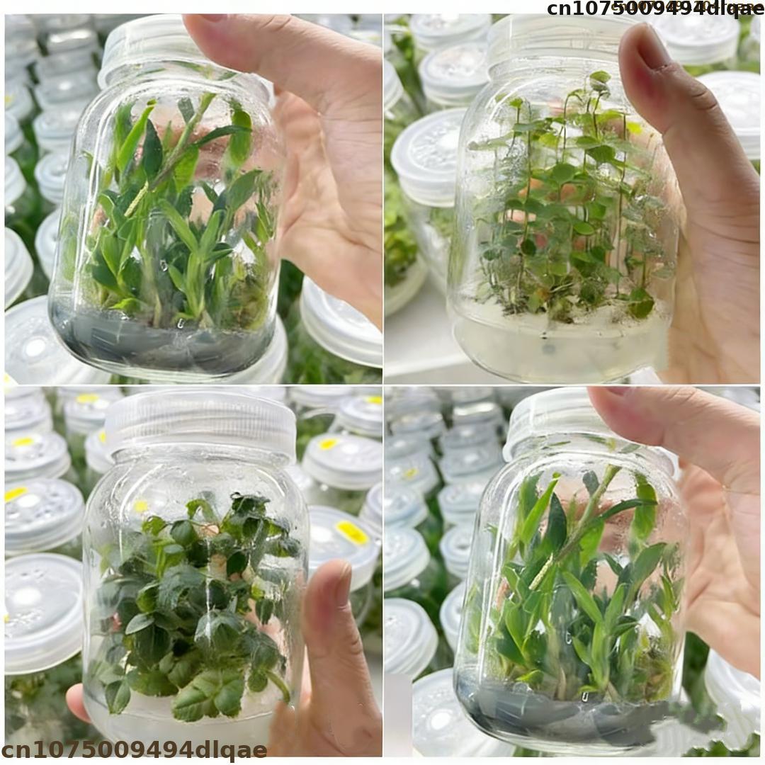 Bitki Doku Kültürü Agar Tozu Y - Agar Tissue Culture incelemesi ve fiyatı