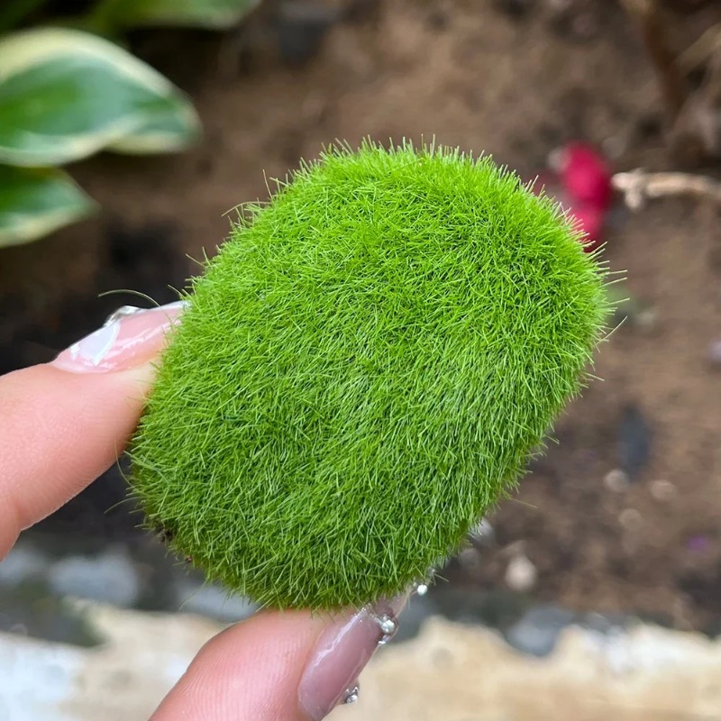 100/5 adet yapay yosun kaya sa - Sphagnum Moss Dry incelemesi ve fiyatı