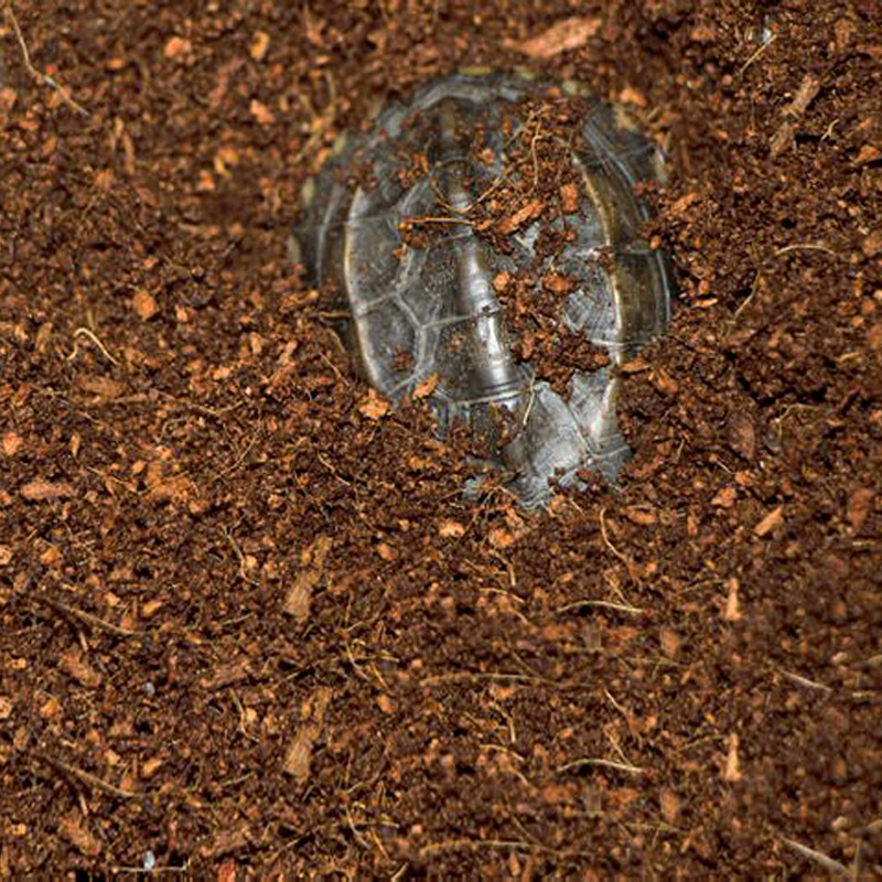 WAJABABY Kullanıma Hazır Hindi - Sphagnum Moss Dry incelemesi ve fiyatı